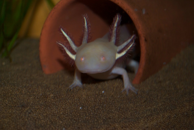 Axolotl - Bärchen