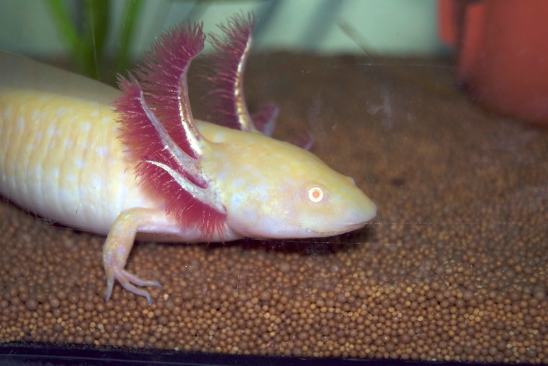 Axolotl - Bärchen