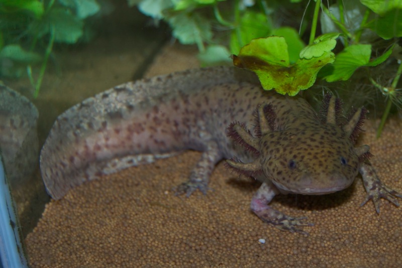 Axolotl - Baileys