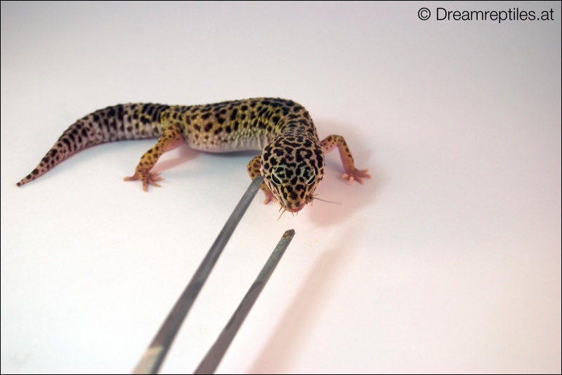 Leopardgecko - Emma