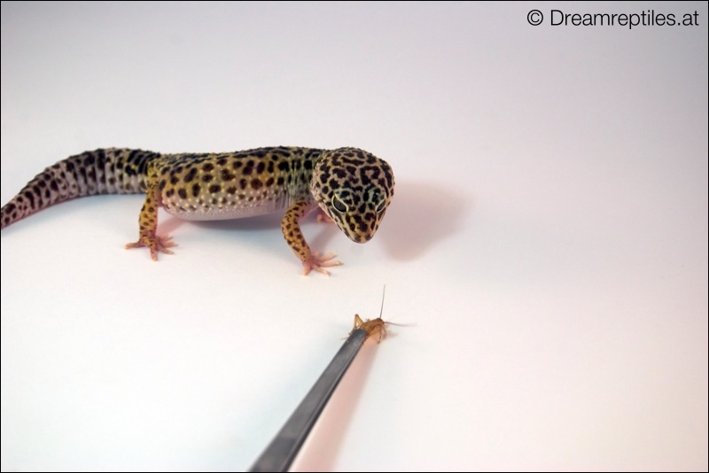 Leopardgecko - Emma
