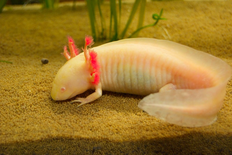 Axolotl - fee