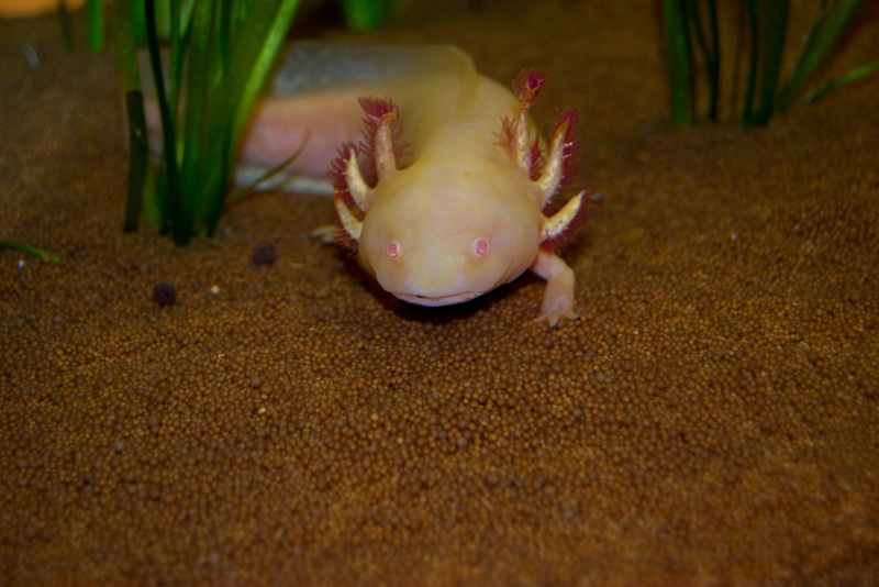Axolotl - Fee