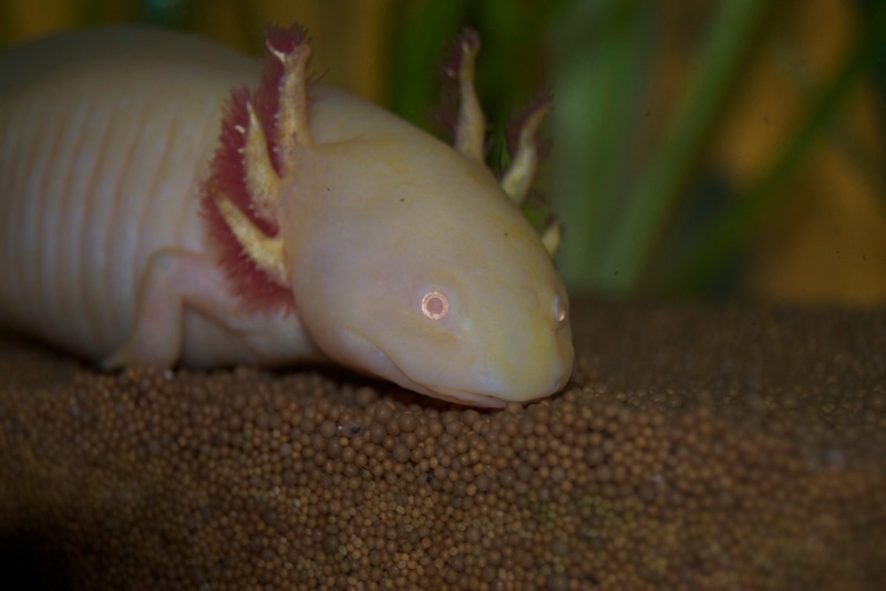 Axolotl - Fee