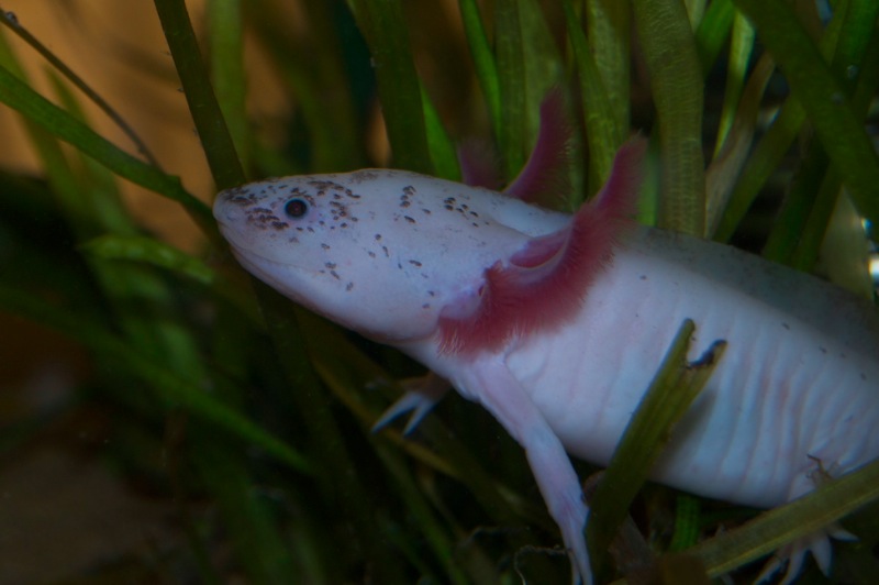 Axolotl - Klecks
