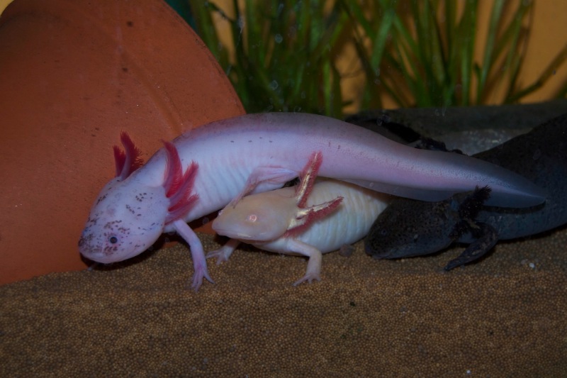 Axolotl - Klecks