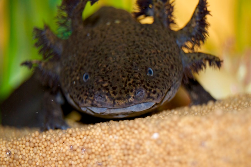 Axolotl - Klee