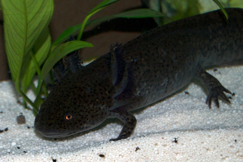 Axolotl - Luna
