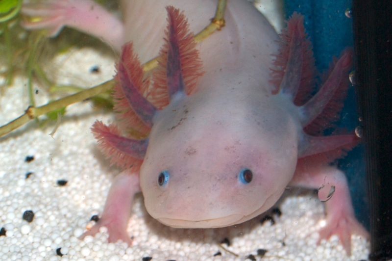 Axolotl - Maya