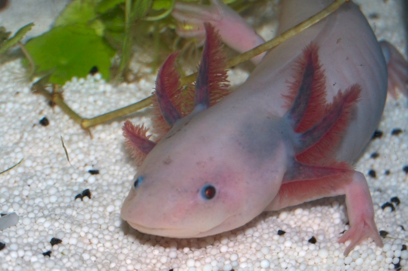 Axolotl - Maya