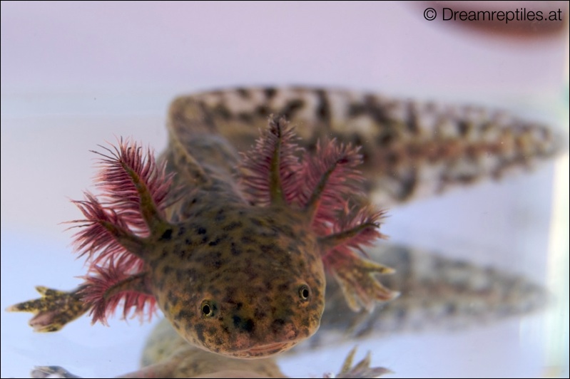 Axolotl - Mobbel