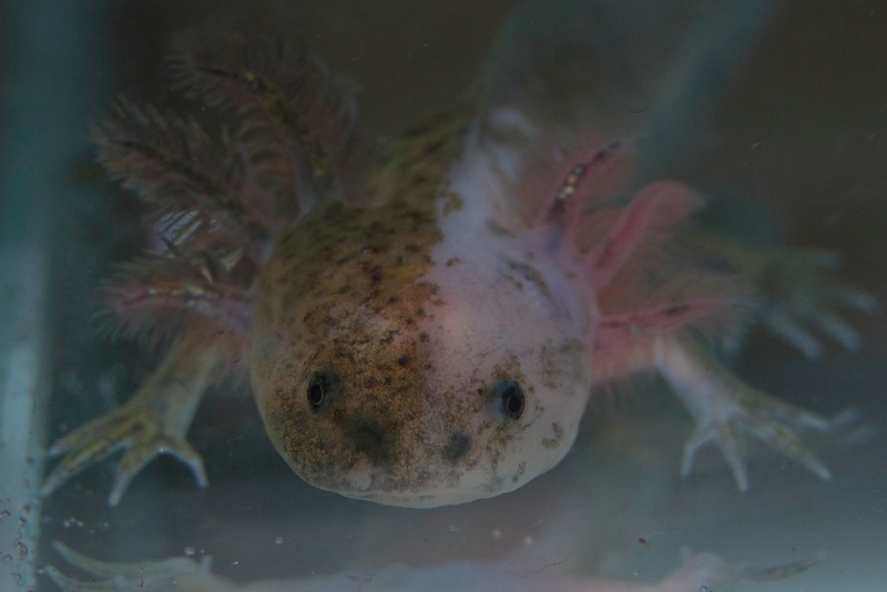 Axolotl - Nessi