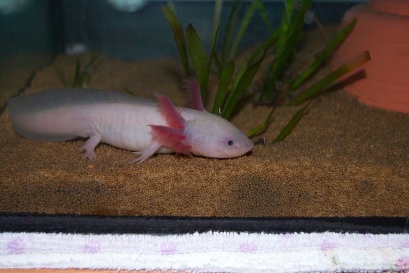 Axolotl - Phoenix