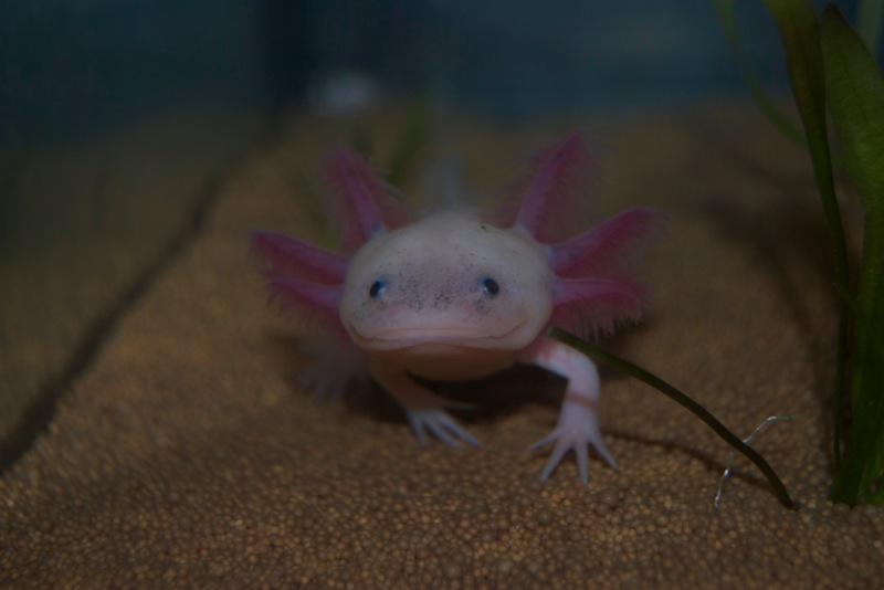 Axolotl - Phoenix