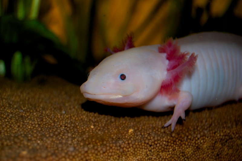 Axolotl - Schnee