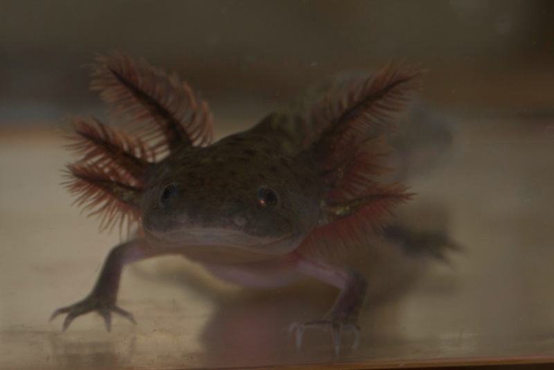 Axolotl - Smiley