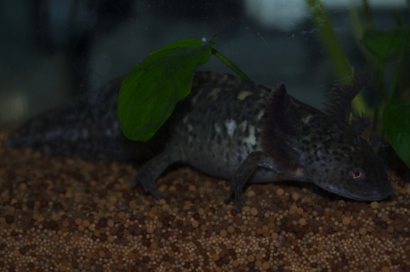 Axolotl - Smiley