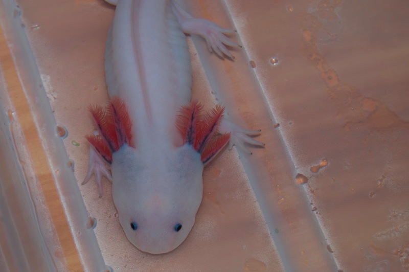 Axolotl - Smoothie