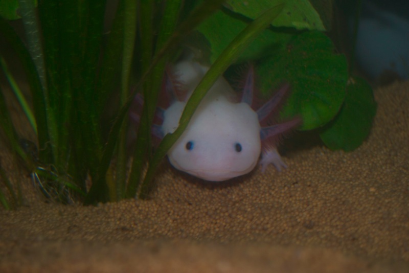 Axolotl - Smoothie