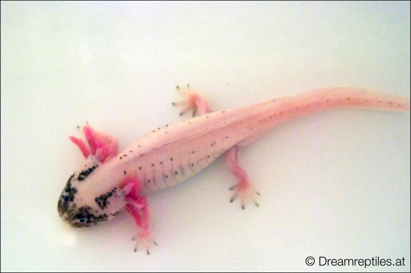 Axolotl - Spoty