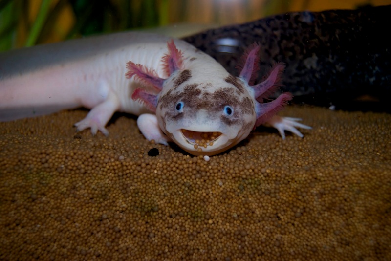 Axolotl - Spoty