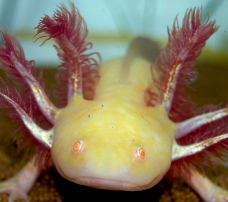 Axolotl - Goldalbino