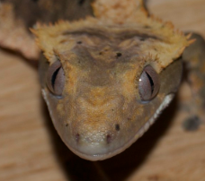 part. Pinstripe Dalmatiner crested Gecko