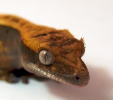 98% Pinstripe Flame Dalmatiner crested gecko