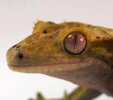 100% Pinstripe Harlekin crested gecko
