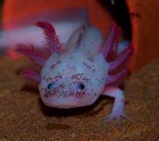 Axolotl - Harlekin