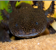 Axolotl - Wildfarben