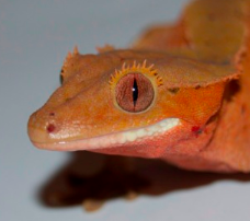 Red Dalmatiner crested gecko