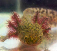 Axolotl - Wildfarben