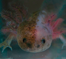 Axolotl - Chimäre