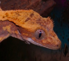 100% Red Pinstripe Harlekin crested gecko