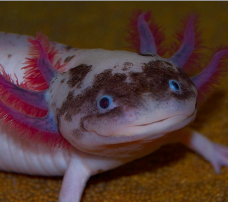 Axolotl Harlekin