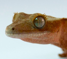 Red patternless crested gecko