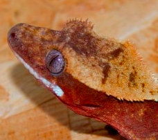 Red & Cream Harlekin crested Gecko
