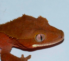 red Bicolor crested gecko